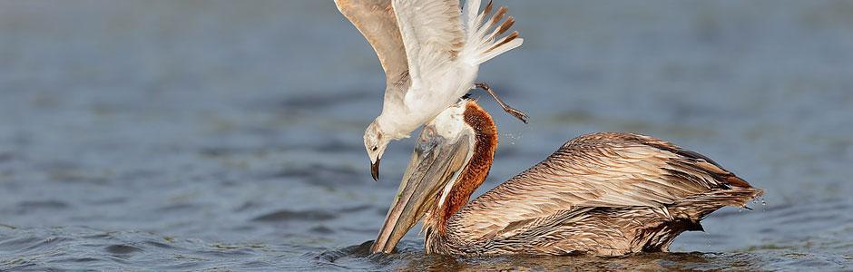 Gibsonton Property Management gibsonton florida